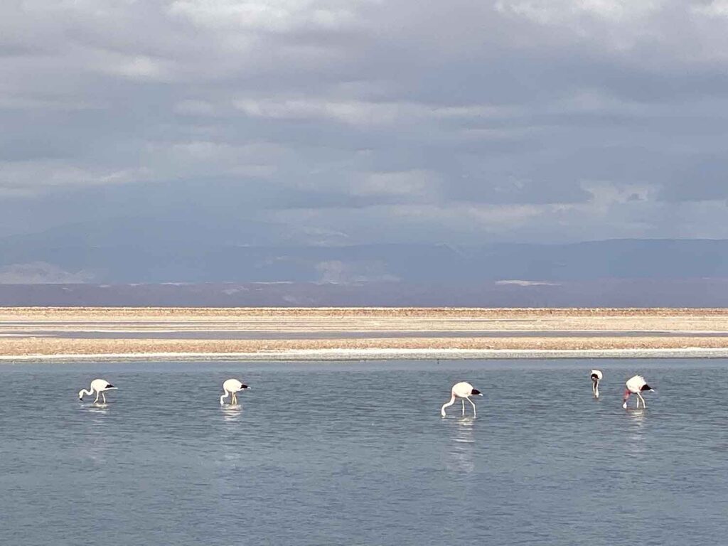 best things see atacama desert chile flamingoes