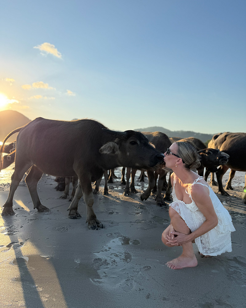 lombok things do water buffalo selong belanak