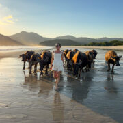 Selong Belanak lombok water buffalo beach sunset