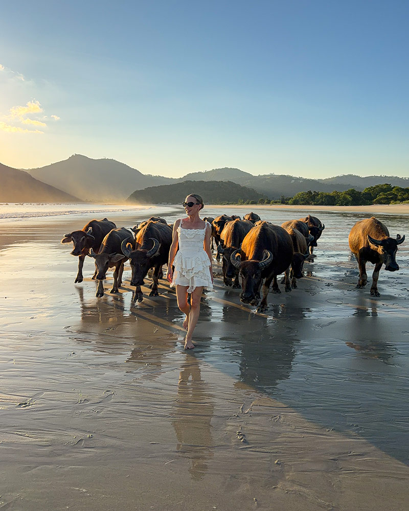 Selong Belanak lombok water buffalo beach sunset