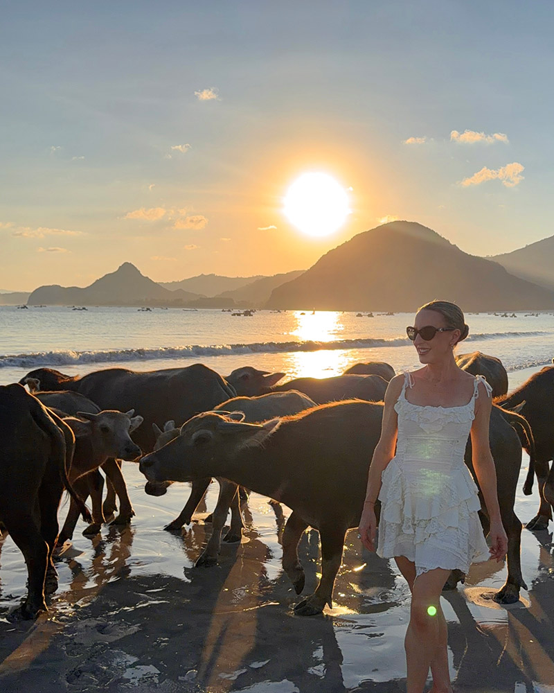 water buffalo selong belanak lombok